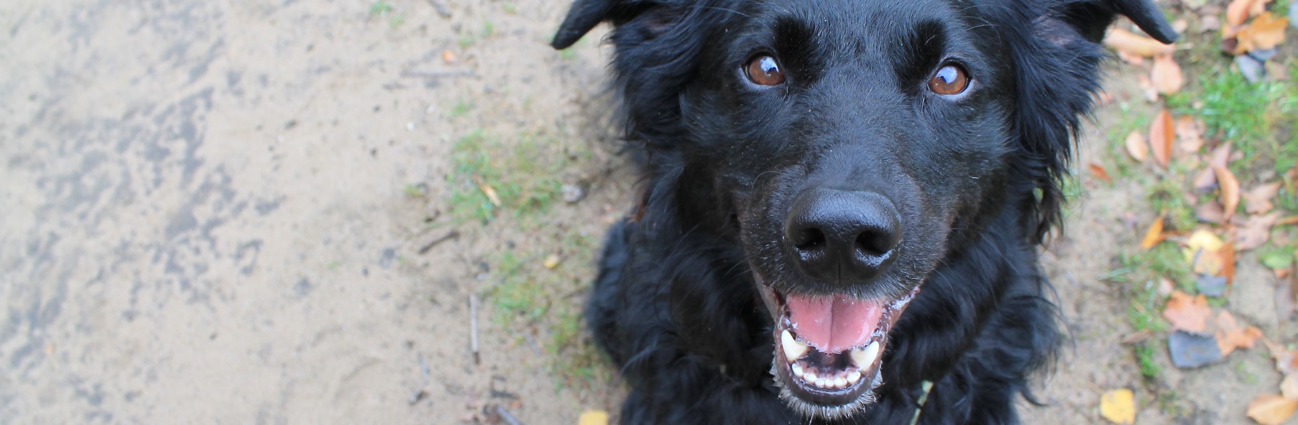 Mobile Hundeschule in Hünfelden