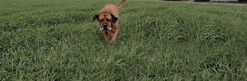 Mobile Hundeschule in Niedernhausen