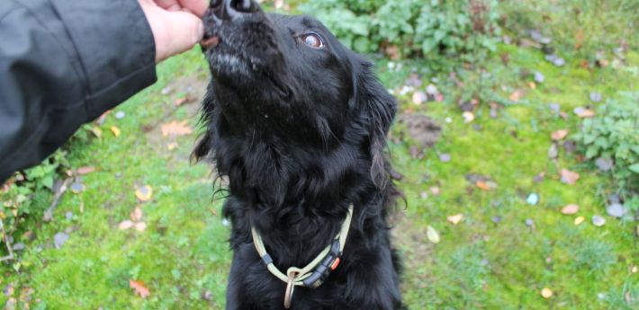 Mobile Hundeschule in Marl und Umgebung