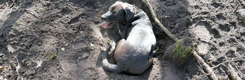 Ernährung für Hunde - TOP-DOGS Marl