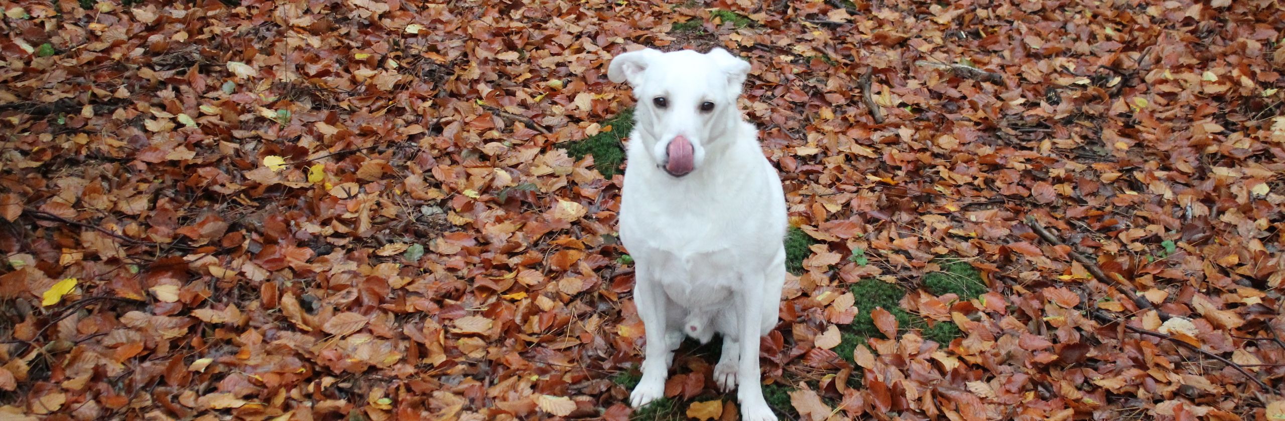 Mobile Hundeschule in Selters
