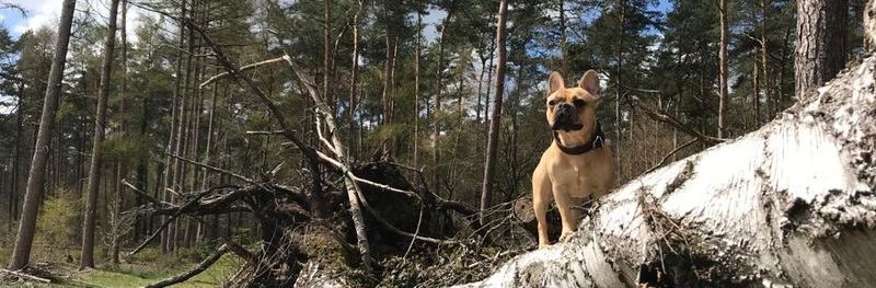 Mobile Hundeschule in Königstein