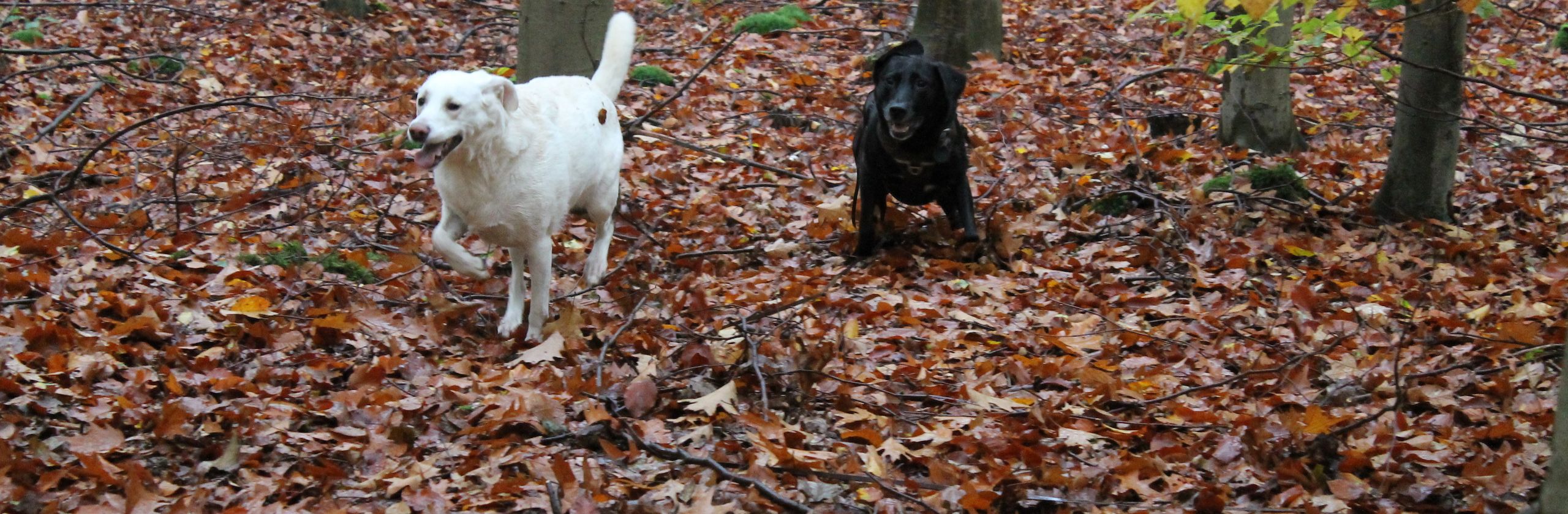 Mobile Hundeschule in Idstein